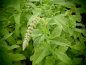 Preview: 18861 / Mentha var. Dungeness